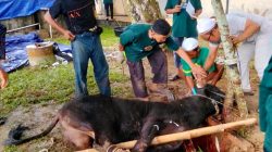 Karyawan PTPN IV Regional IV Qurban 7 Sapi 3 Kambing