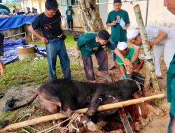 Karyawan PTPN IV Regional IV Qurban 7 Sapi 3 Kambing