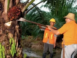 Hari Krida Pertanian, PTPN IV PalmCo Serap 1,34 Juta Ton TBS Petani