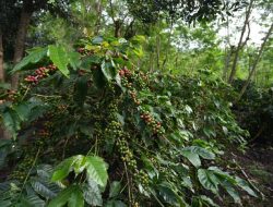 PTPN IV PalmCo Catat Hingga Mei 2026, Pertumbuhan Kopi 225 Persen