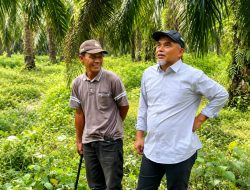 Tinjau Panen Kebun Bunut, Region Head PTPN IV Regional IV Dorong Tingkatkan Produktivitas