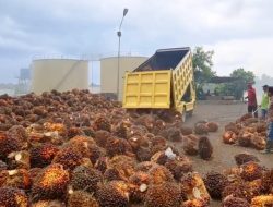 Produksi TBS PTPN IV Regional IV, Tembus 244 Ribu Ton di Semester I 2026