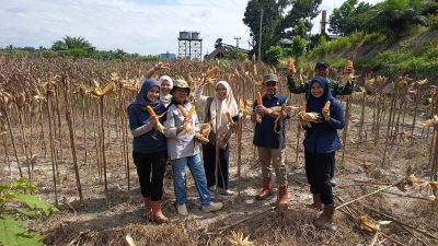 Dukung Kemandirian Pangan Nasional, PTPN IV Regional IV Kebun Tanjung Lebar Sukses Gelar Panen Kedua dan Lanjutkan Penanaman Tahap Ketiga